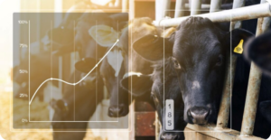 Blog: Optimize Your Dairy Farm With Feed Management Software