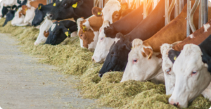 How Technology Is Transforming the World of Dairy Farming